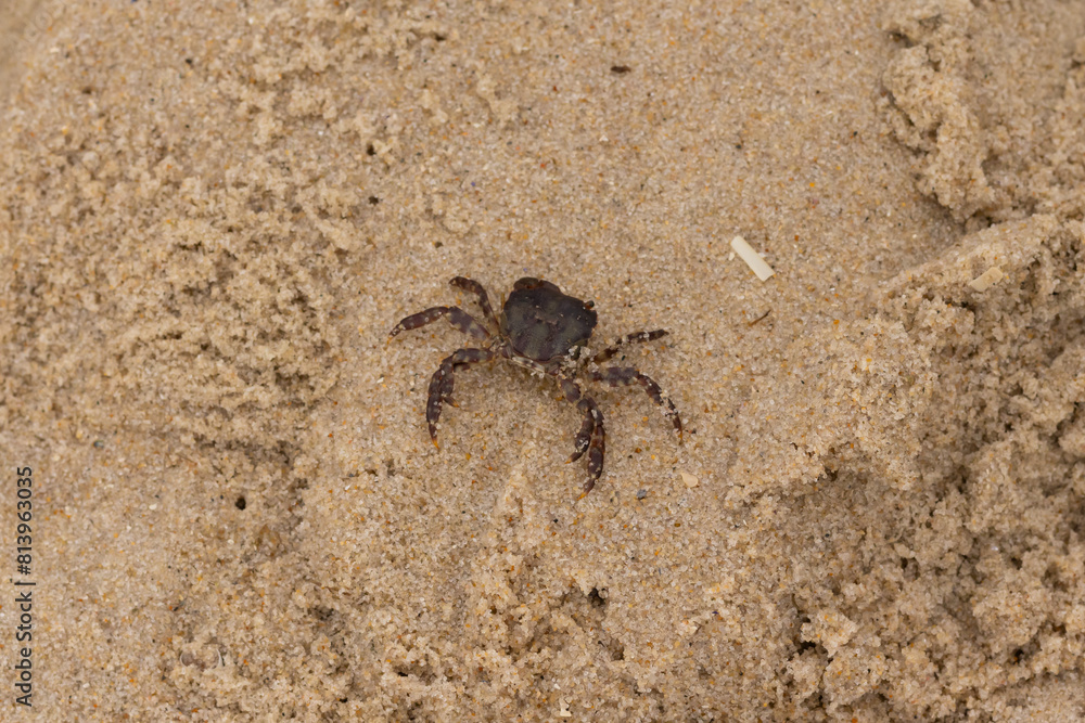 This is a picture of a cute little crab in the sand. The white bands on his legs really stands out. His little pinchers facing towards danger. This is a Japanese Shore crab and came up onto the beach. This is a picture of a cute little crab in the sand. The white bands on his legs really stands out. His little pinchers facing towards danger. This is a Japanese Shore crab and came up onto the beach.