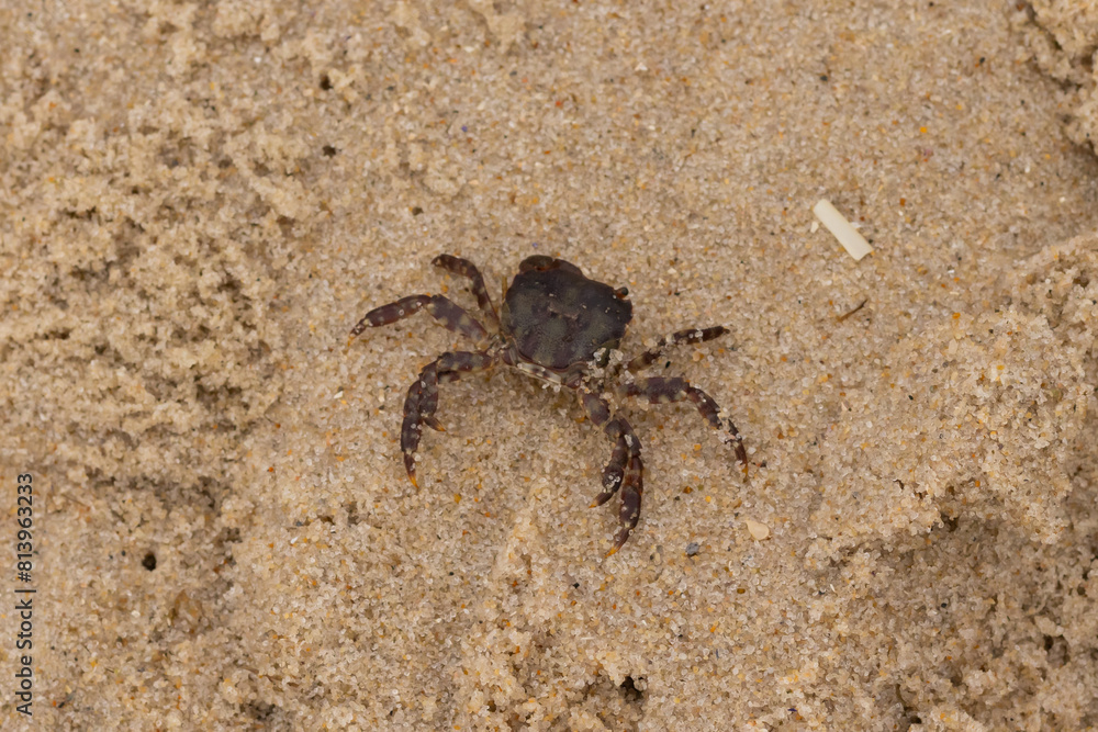 This is a picture of a cute little crab in the sand. The white bands on his legs really stands out. His little pinchers facing towards danger. This is a Japanese Shore crab and came up onto the beach. This is a picture of a cute little crab in the sand. The white bands on his legs really stands out. His little pinchers facing towards danger. This is a Japanese Shore crab and came up onto the beach.