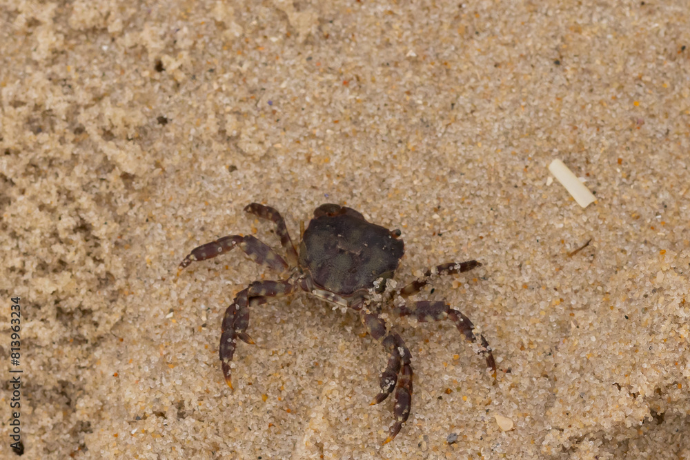 This is a picture of a cute little crab in the sand. The white bands on his legs really stands out. His little pinchers facing towards danger. This is a Japanese Shore crab and came up onto the beach. This is a picture of a cute little crab in the sand. The white bands on his legs really stands out. His little pinchers facing towards danger. This is a Japanese Shore crab and came up onto the beach.