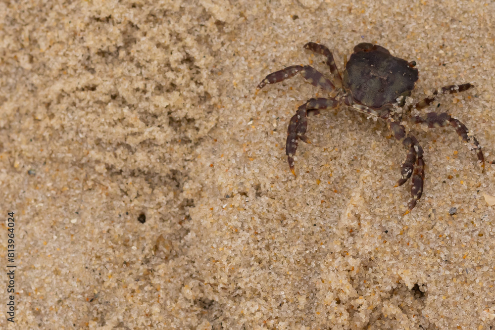 This is a picture of a cute little crab in the sand. The white bands on his legs really stands out. His little pinchers facing towards danger. This is a Japanese Shore crab and came up onto the beach. This is a picture of a cute little crab in the sand. The white bands on his legs really stands out. His little pinchers facing towards danger. This is a Japanese Shore crab and came up onto the beach.