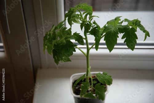 green tomato plant on a white windowsill in spring