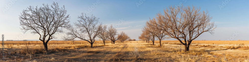 flourishing deserted field with dry, empty trees flourishing deserted field with dry, empty trees