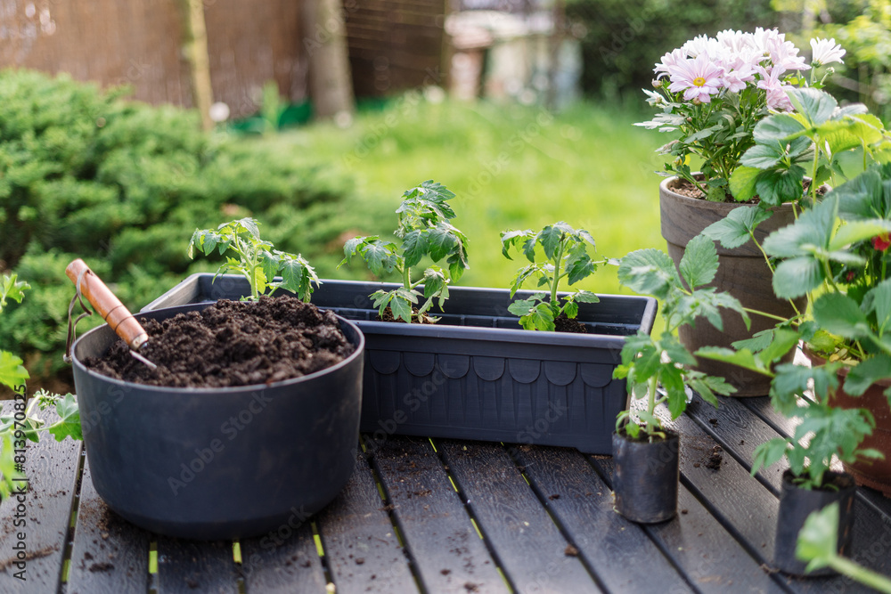 Different green plants, flowers and tomato seedlings in container with fertilized soil Different green plants, flowers and tomato seedlings in container with fertilized soil