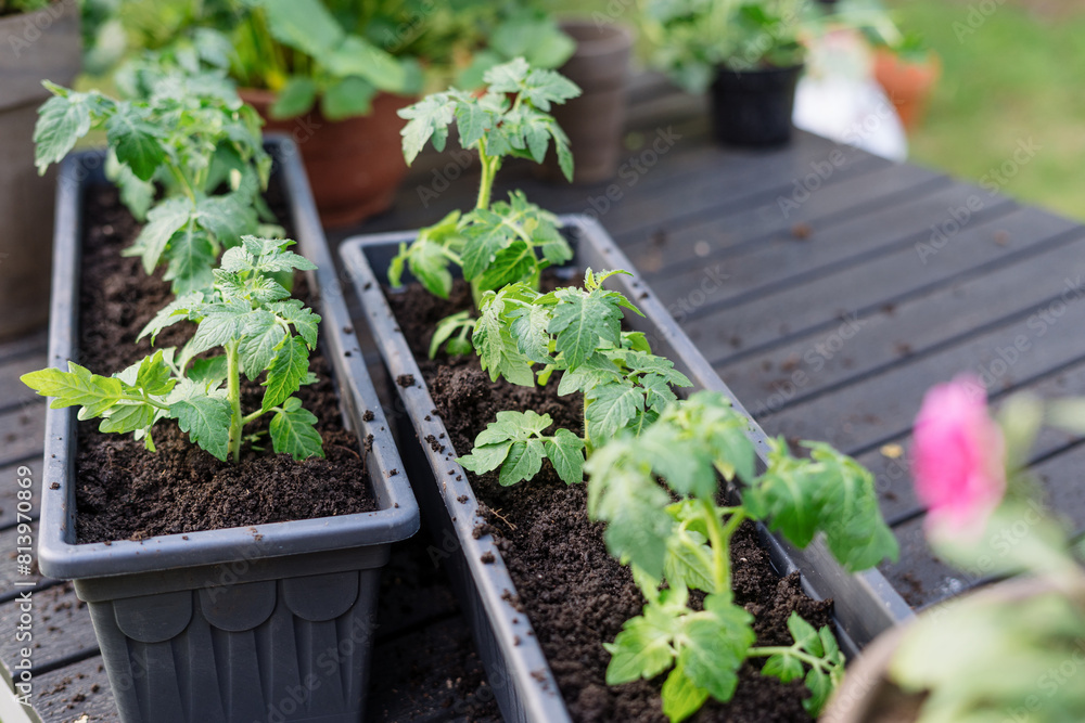 Green seedlings of small tomato in the plastic balcony or greenhouse pot Green seedlings of small tomato in the plastic balcony or greenhouse pot