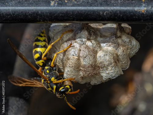 P5070007 common yellowjacket queen, Vespula alascensis, tending her new nest, cECP 2024