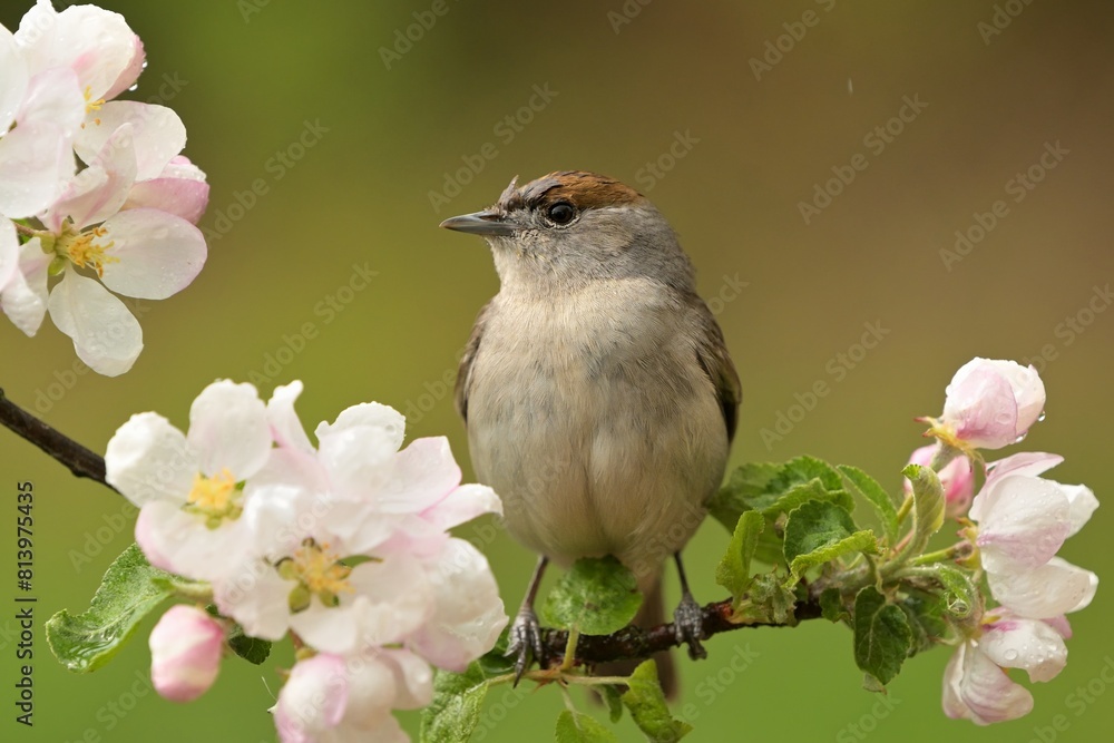 Fototapeta premium Eurasian blackcap Sylvia atricapilla bird songbird wildlife nature predator cock o the north, beautiful animal mountain finch, animal, bird watching ornithology, flower bud fauna wildlife Europe