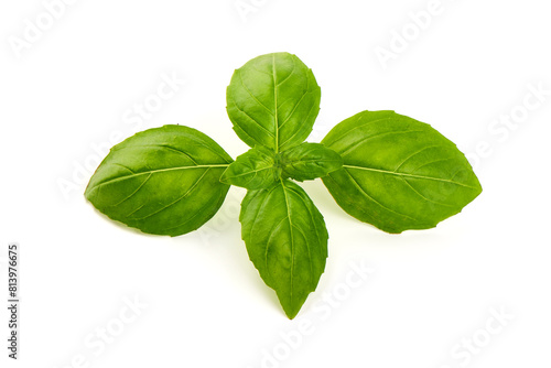 Fresh organic basil leaves, close-up, isolated on white background