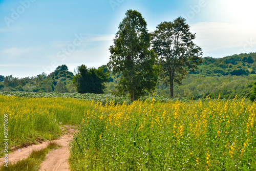 Rapeseed flowers field or grass yellow field and trees with mountain in spring landscape view on sky and clouds beautiful background for concept of agriculture and countryside.
