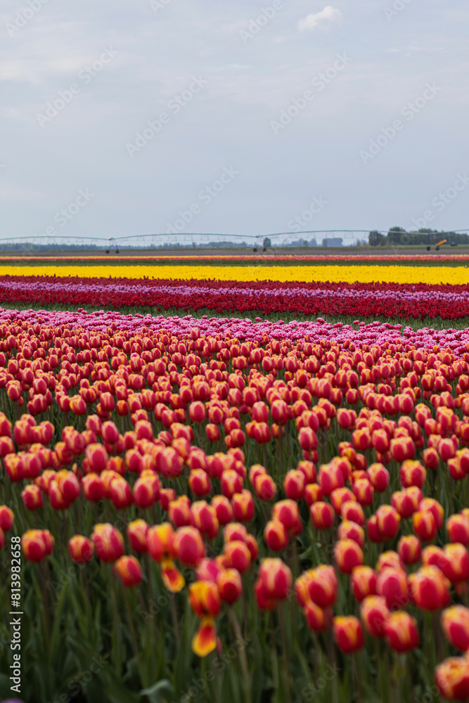 Fototapeta premium Spring beautiful tulips field. Field of colorful tulips in Belarus, Brest region.