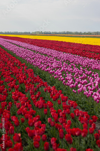 Wallpaper Mural Spring beautiful tulips field. Field of colorful tulips in Belarus, Brest region. Torontodigital.ca