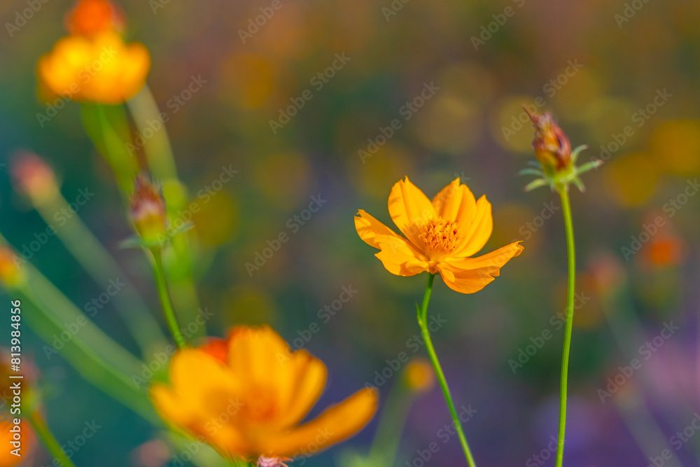 Yellow cosmos flower nature spring background