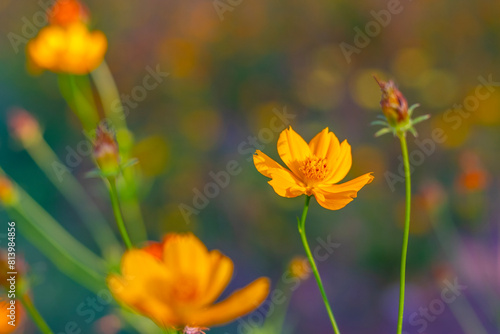 Yellow cosmos flower nature spring background