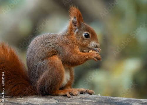 Red squirrel eating a nut