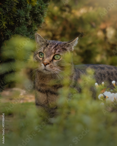 Tabby cat peeking out from behind plants in a garden