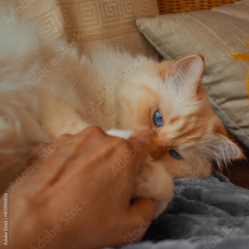 Hand hodling the paws of  a cute blue-eyed cat