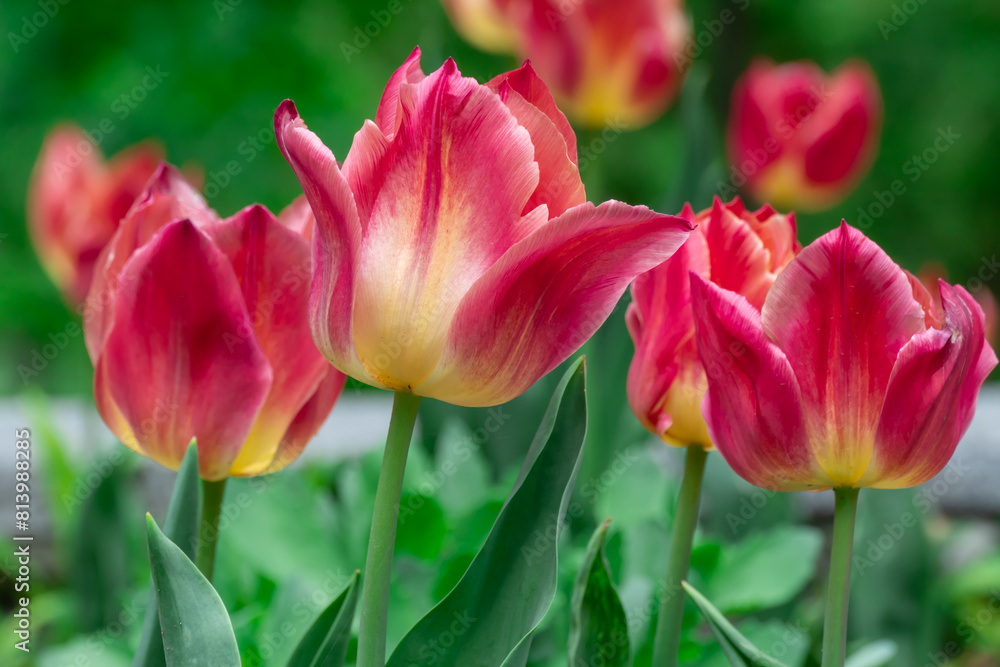 Red flower tulips blossoming in park. Bulbous ornamental tulipa plants of liliaceae family grow on flowerbed. Floral red petals bloom on foliage background. Flower carpet from buds. Horticulture. Red flower tulips blossoming in park. Bulbous ornamental tulipa plants of liliaceae family grow on flowerbed. Floral red petals bloom on foliage background. Flower carpet from buds. Horticulture.