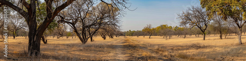 lush deserted field with dry  empty trees