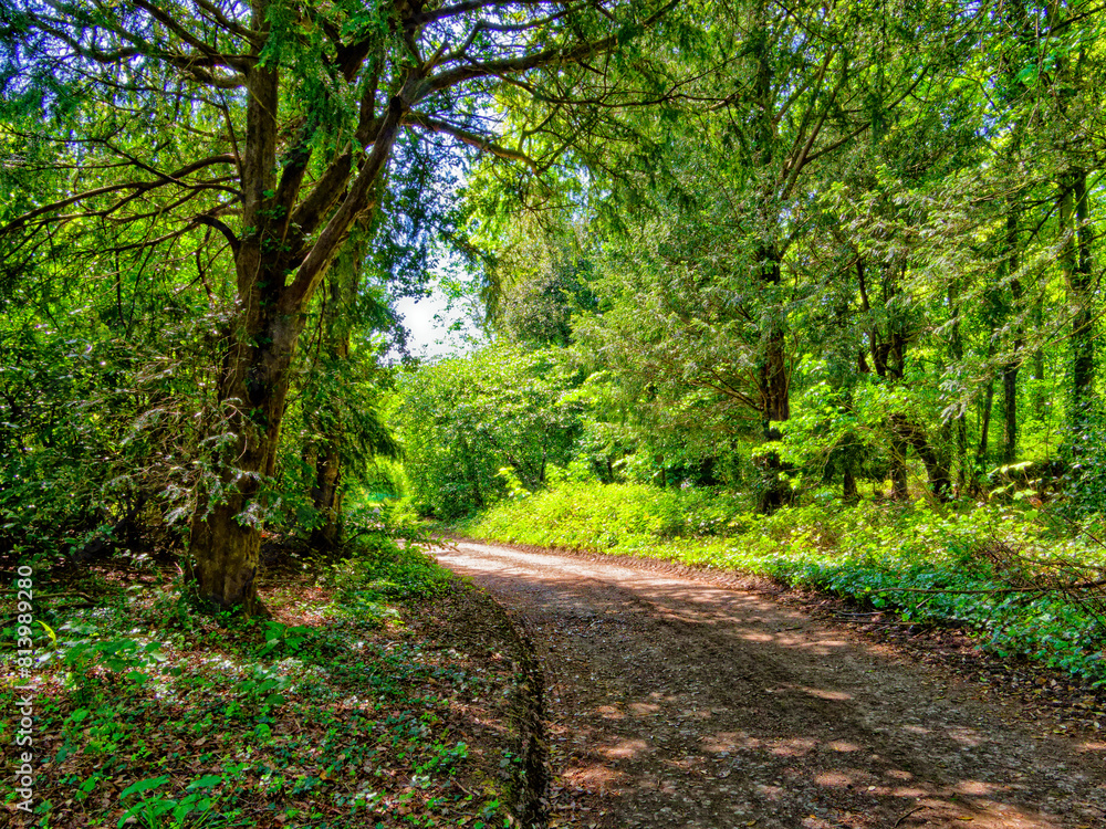 Sunlit woodland path road or track with sunlight bursting through the forest canopy. Sunlit woodland path road or track with sunlight bursting through the forest canopy.