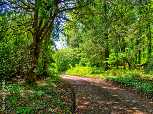 Fototapeta Naklejka Na Ścianę i Meble -  Sunlit woodland path road or track with sunlight bursting through the forest canopy.