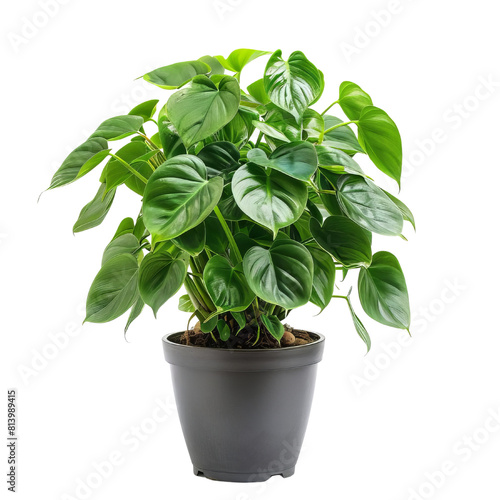 A lush potted houseplant with large green leaves.