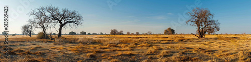 lush deserted field with dry  empty trees