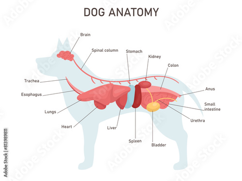 Dog anatomy. Educational veterinary and zoology study with inner system titles and location. Colon, stomach, liver, heart. Vector illustration