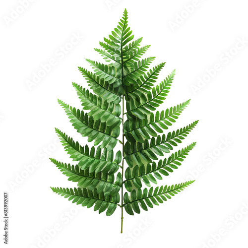 The image shows a frond of a fern. The frond is green and has a delicate  feathery texture. The frond is attached to a brown stem.