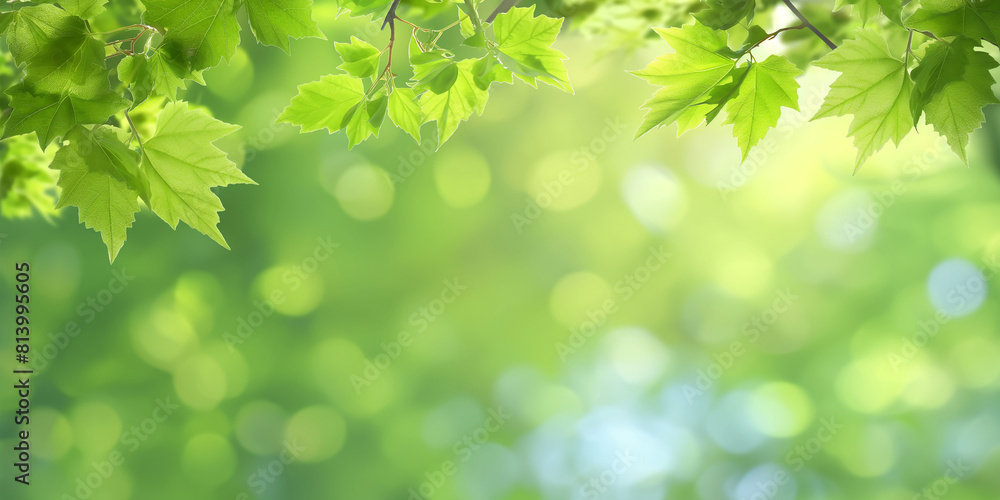 Closeup nature view of green leaves on blurred greenery background. 16:9 wallpaper Closeup nature view of green leaves on blurred greenery background. 16:9 wallpaper