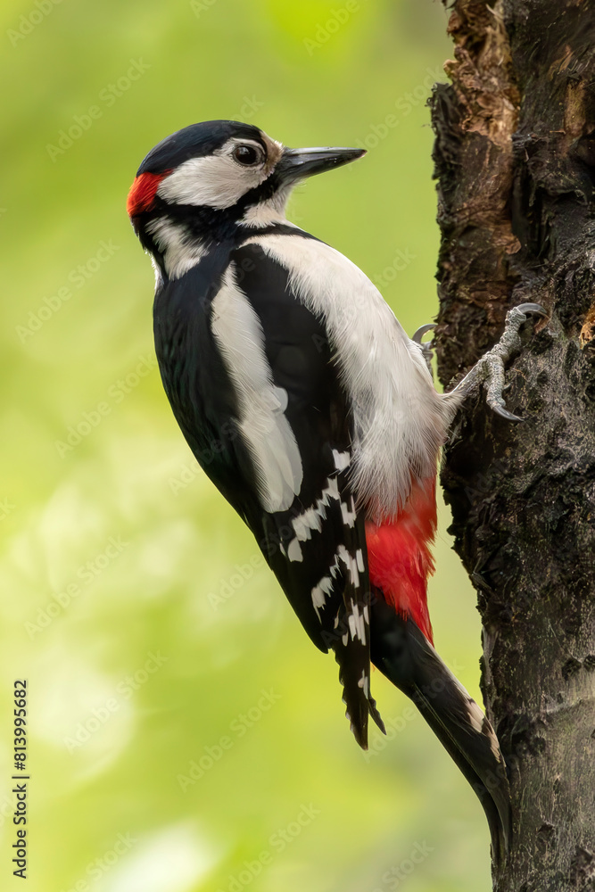 Obraz premium Great spotted woodpecker in the forest
