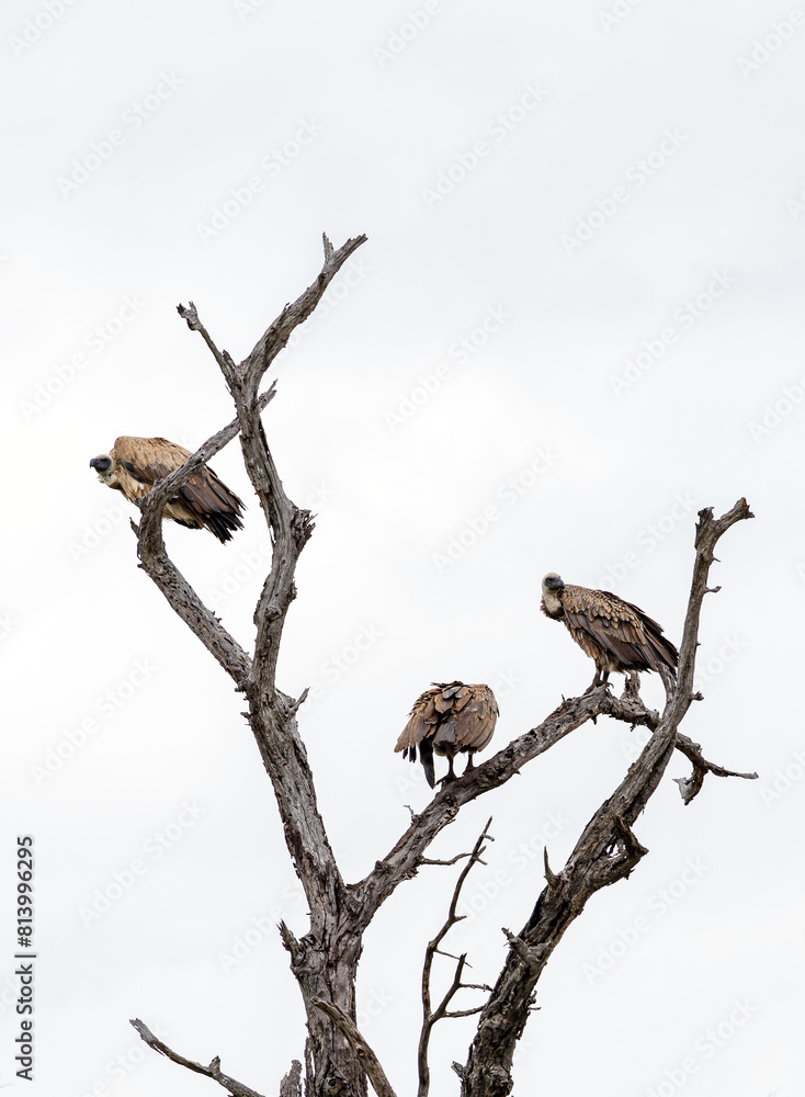 White-backed African vulture on dry branch in forest. Kruger National Park, South Africa. Animal wildlife bird background. Safari at savanna. Three birds on tree White-backed African vulture on dry branch in forest. Kruger National Park, South Africa. Animal wildlife bird background. Safari at savanna. Three birds on tree
