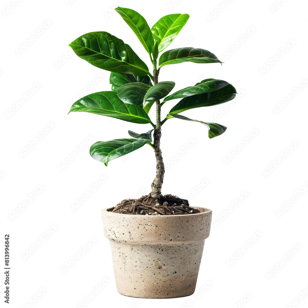 Small ficus tree in a ceramic pot isolated on transparent background. Small ficus tree in a ceramic pot isolated on transparent background.
