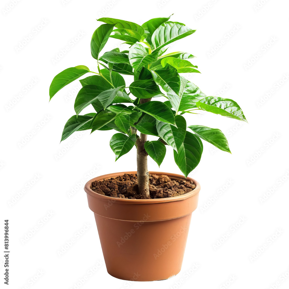 Small coffee tree in a flower pot isolated on transparent background Small coffee tree in a flower pot isolated on transparent background