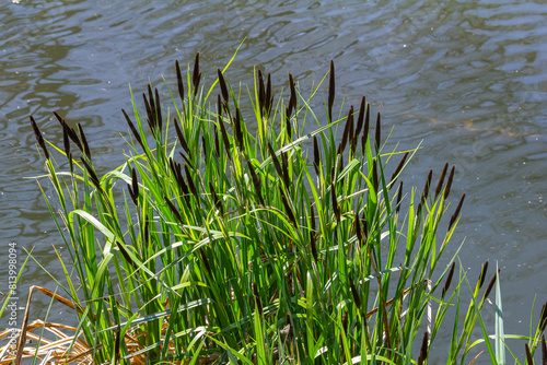 Carex acuta - found growing on the margins of rivers and lakes in the Palaearctic terrestrial ecoregions in beds of wet, alkaline or slightly acid depressions with mineral soil photo