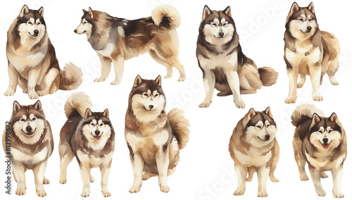 Alaskan Malamute watercolor illustration clipart.