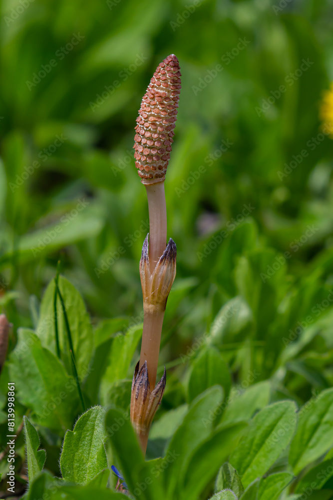 Equisetum arvense, the field horsetail or common horsetail, is an herbaceous perennial plant of the family Equisetaceae. Horsetail plant Equisetum arvense Equisetum arvense, the field horsetail or common horsetail, is an herbaceous perennial plant of the family Equisetaceae. Horsetail plant Equisetum arvense