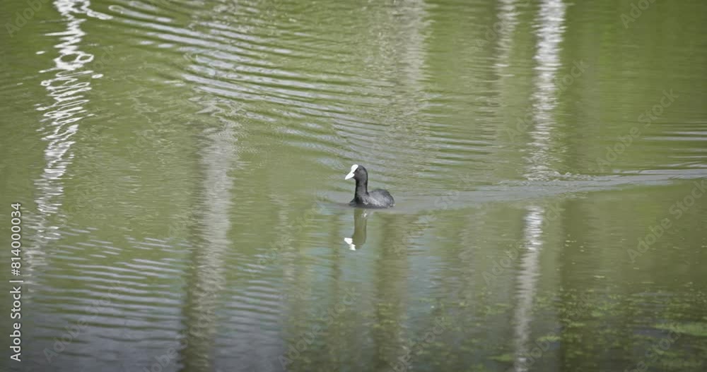Eurasian coot (Fulica atra) swimming in a lake in spring, a black waterfowl with a white beak and red eyes. High quality 4K slow motion.