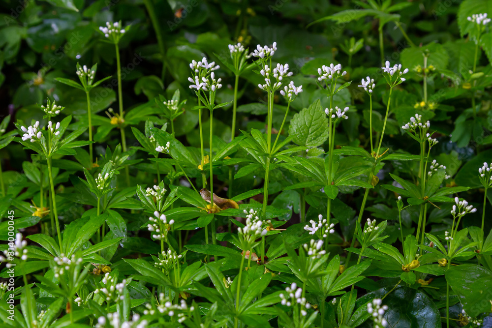 Woodruff, Galium odoratum is a spice and medicinal plant that grows in the forest Woodruff, Galium odoratum is a spice and medicinal plant that grows in the forest