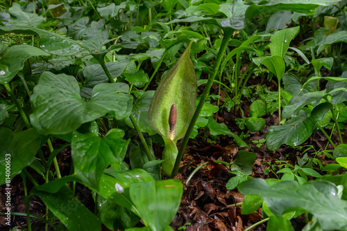 Cuckoopint or Arum maculatum arrow shaped leaf, woodland poisonous plant in family Araceae. arrow shaped leaves. Other names are nakeshead, adder's root, arum, wild arum, arum lily, lords-and-ladies
