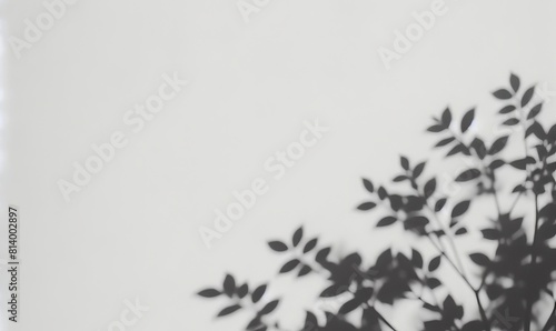 Parede cinza com sombra de folhas  photo