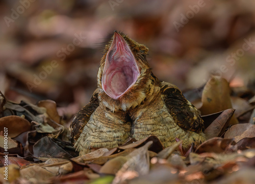 Birds that are brown in nature Large-tailed Nightjar (Caprimulgus macrurus) photo