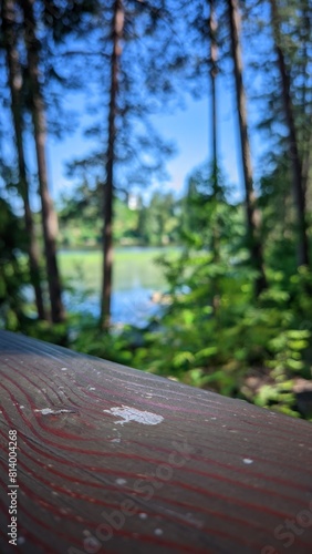 Serene Lakeside View Through the Trees