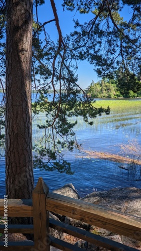 Tranquil Lakeside View with Pine Trees