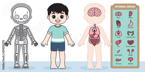 internal organ, human body, skeleton, skull, bone, body, anatomy