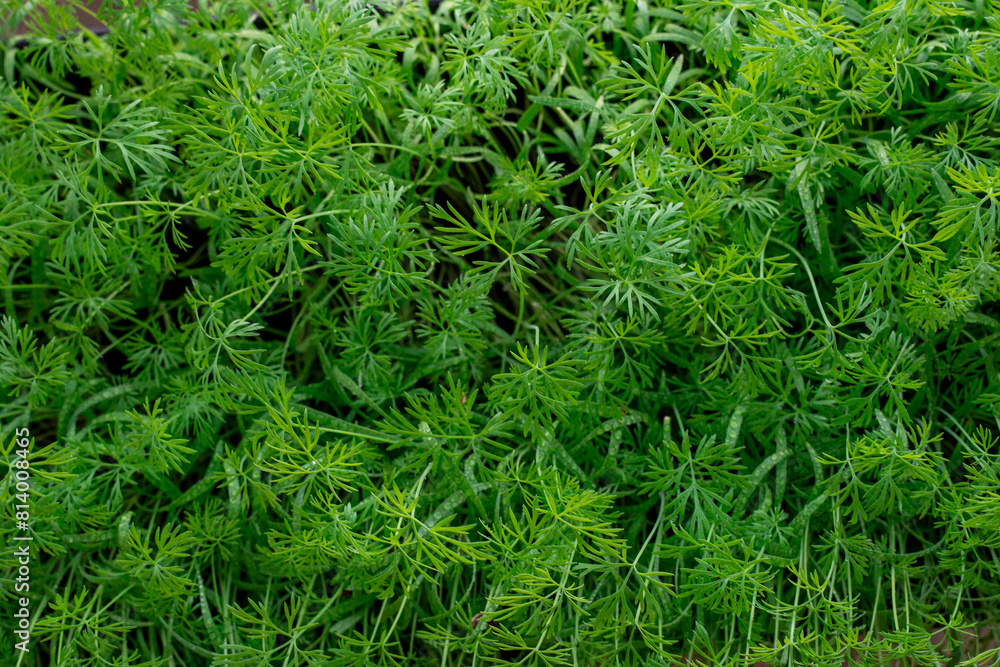 Young dill grows on the window in the spring. Young dill grows on the window in the spring.