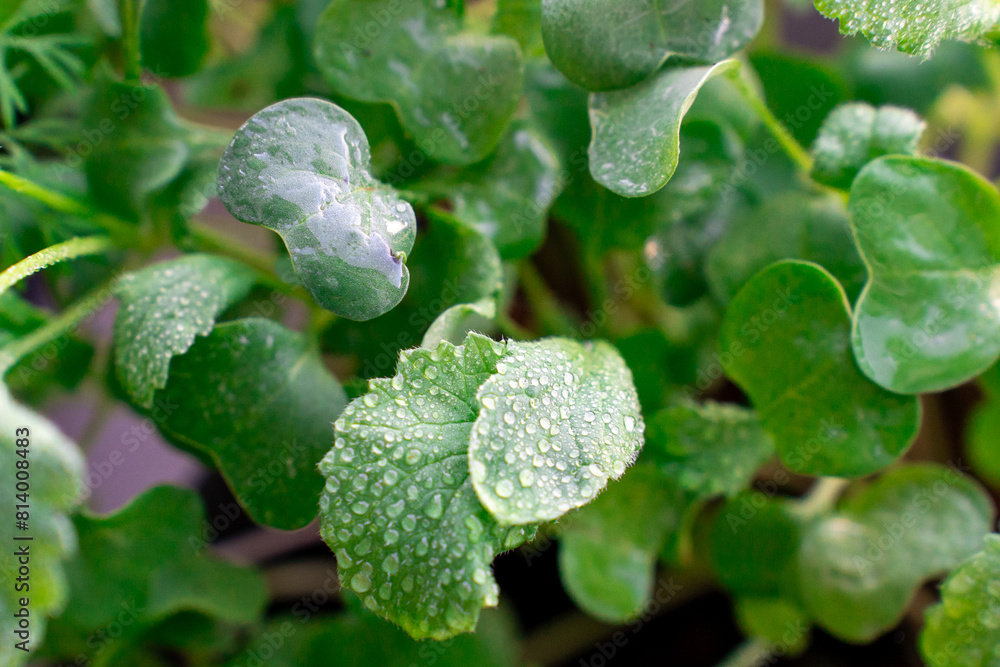 Radishes growing on the window, shot by Marco, water droplets on the leaf Radishes growing on the window, shot by Marco, water droplets on the leaf