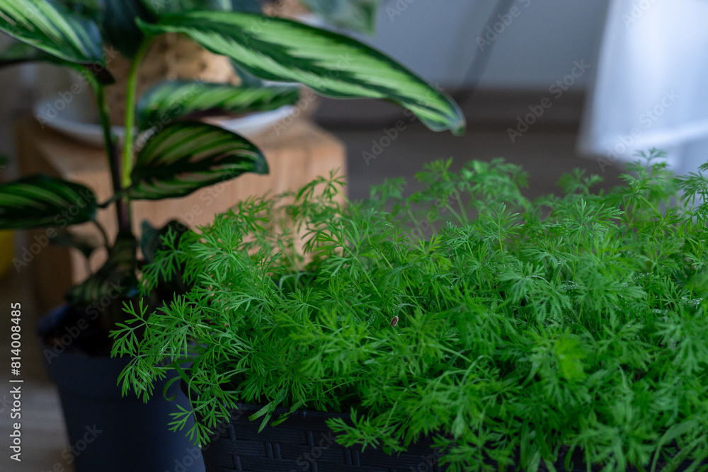 A vegetable garden on the window in spring: growing herbs and vegetables. A vegetable garden on the window in spring: growing herbs and vegetables.