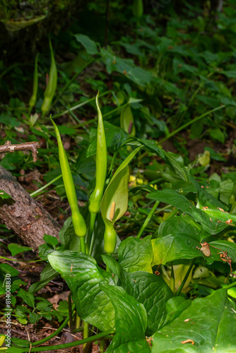 Cuckoopint or Arum maculatum arrow shaped leaf  woodland poisonous plant in family Araceae. arrow shaped leaves. Other names are nakeshead  adder s root  arum  wild arum  arum lily  lords-and-ladies