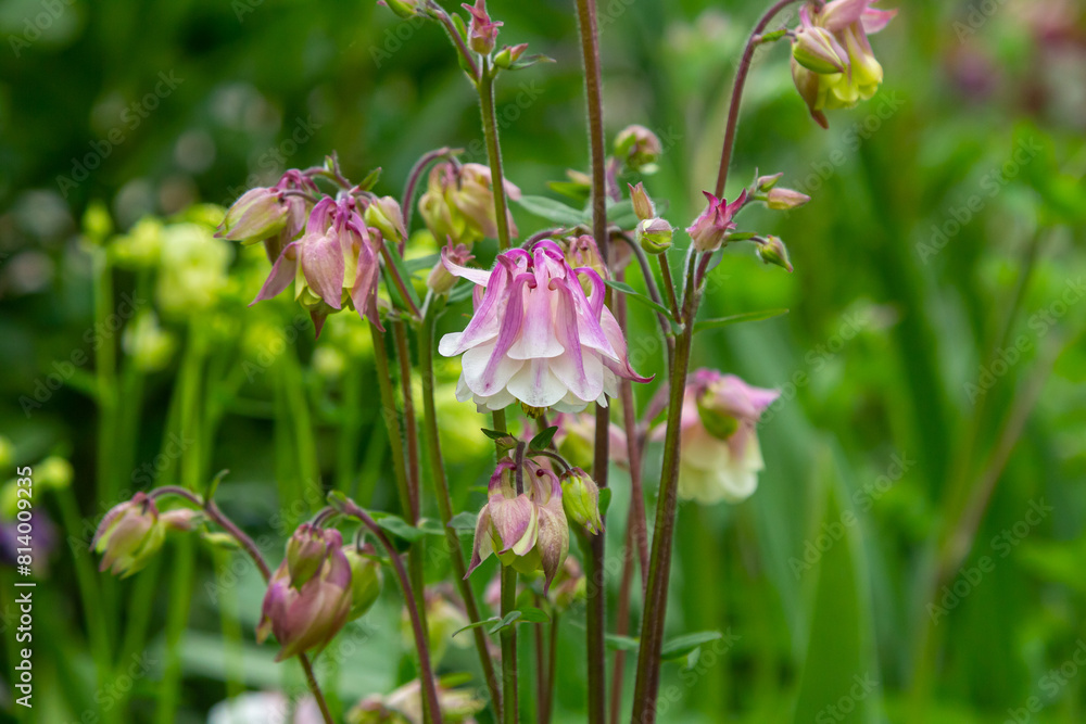 Obraz premium Blooming Aquilegia, columbine plant in the garden. beautiful floral spring background