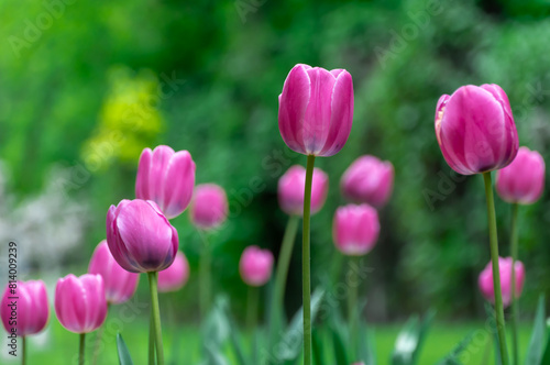 Pink flower tulips blossoming in park. Bulbous ornamental tulipa plants of liliaceae family grow on flowerbed. Floral pink petals bloom on foliage background. Flower carpet from buds. Horticulture.