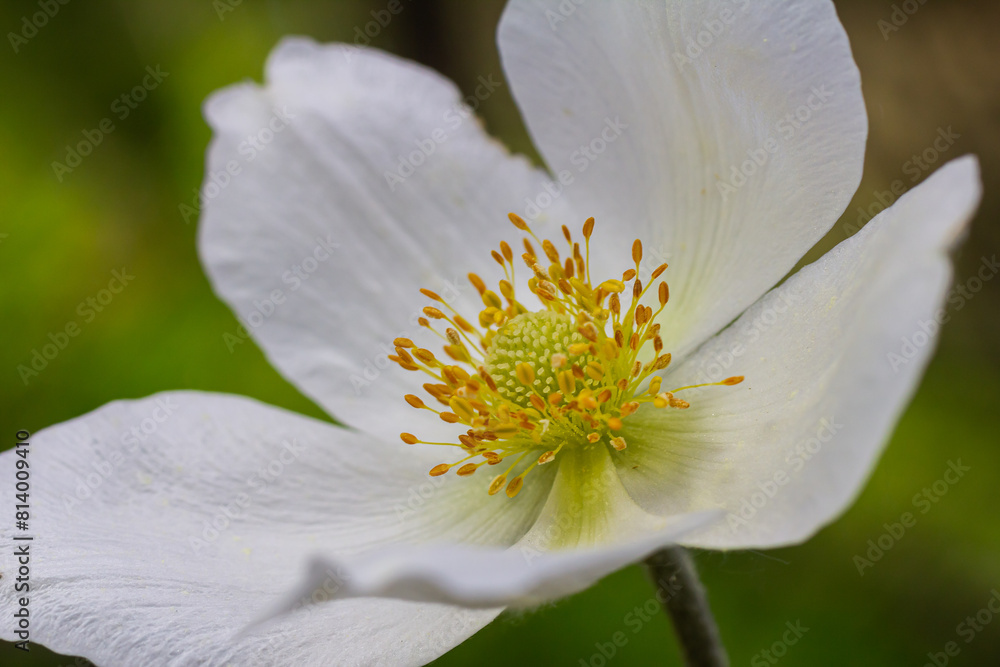 Obraz premium Anemonoides sylvestris Anemone sylvestris, known as snowdrop anemone or snowdrop windflower, is a perennial plant flowering in spring